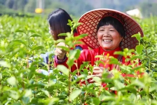 有关于 “挖掘鸠坑茶品牌价值、打造三茶统筹发展共富示范区”研讨会举行的资讯(14)