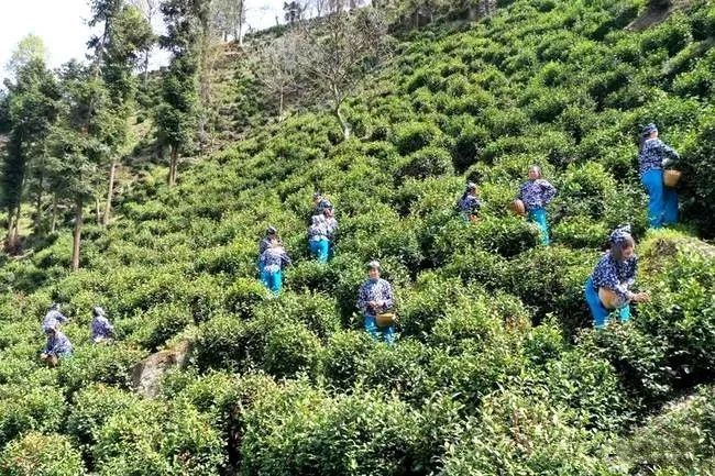 有关于“茶园头雁”领火村集体经济的信息