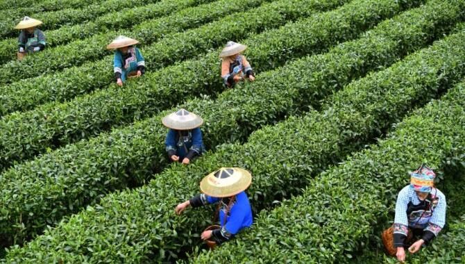 有关于一周速读:茶叶出口榜单、2022现制茶饮发展报告、茶叶区域公用品牌“年轻化”的消息(1)