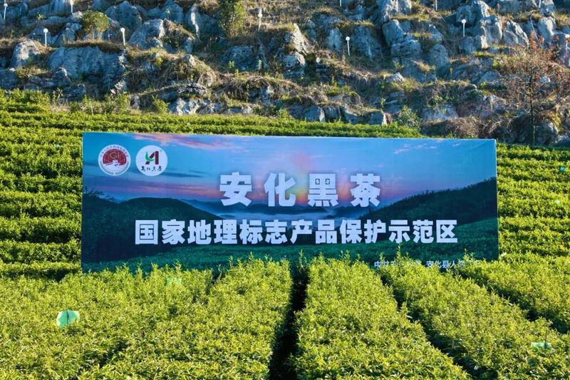 有关于一周速读:茶叶出口榜单、2022现制茶饮发展报告、茶叶区域公用品牌“年轻化”的消息(6)