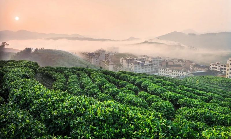 有关于一片茶叶振兴一方产业！这个以高山茶闻名的茶乡即将开启巅峰对决？的内容(3)