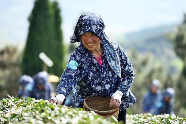 关于山东日照：茶产业助推乡村振兴的资讯