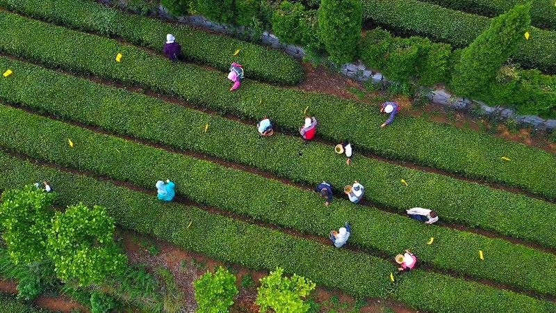 关于“日照绿茶”臻选联盟正式成立！首批十家茶企入盟的相关信息(1)