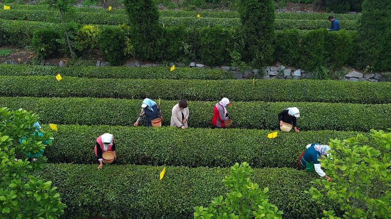 关于“日照绿茶”臻选联盟正式成立！首批十家茶企入盟的相关信息