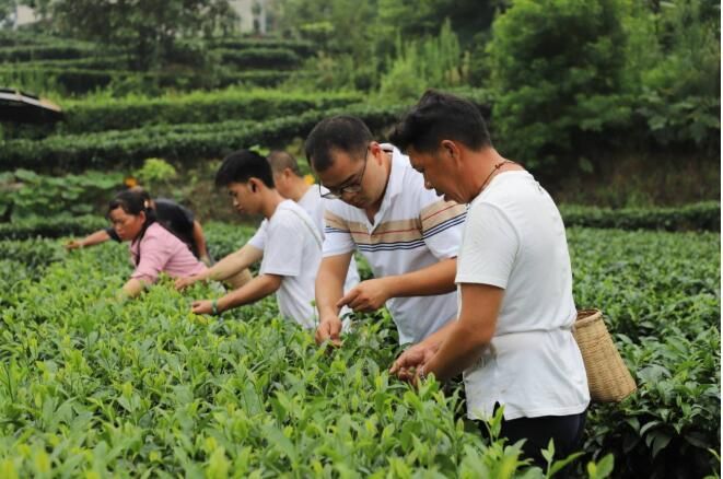 关于盐津县：绿色茶园扮靓山村富了民的最新消息(1)