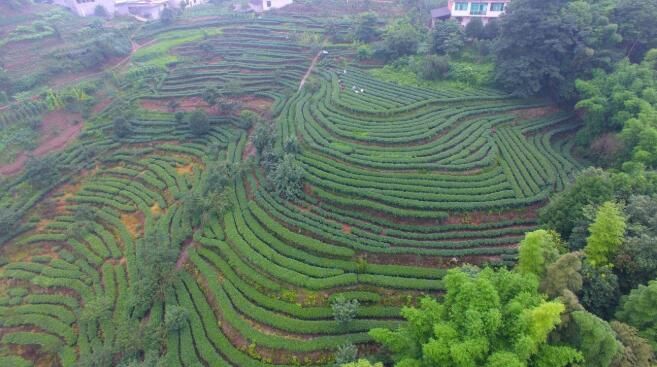 关于盐津县：绿色茶园扮靓山村富了民的最新消息