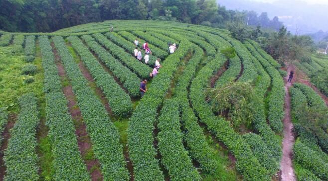关于盐津县：绿色茶园扮靓山村富了民的最新消息(2)
