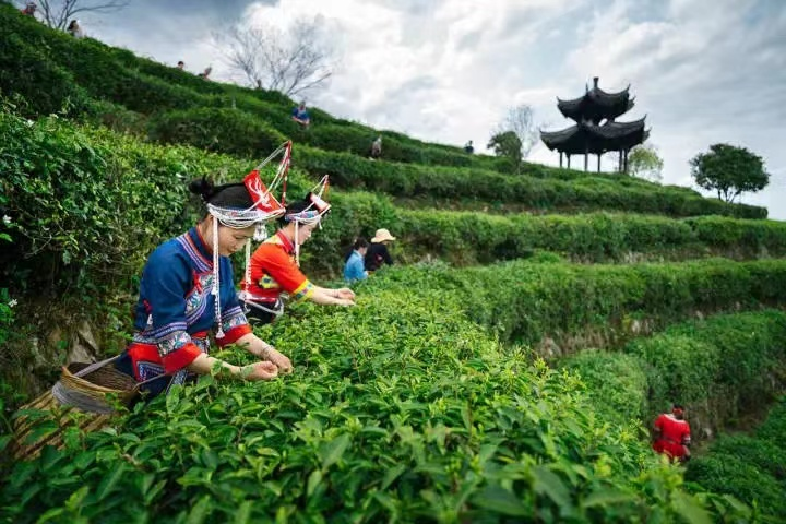 关于景宁县澄照乡：“以茶强村，以茶富农”惠明茶产业助力集体经济发展的新闻(3)