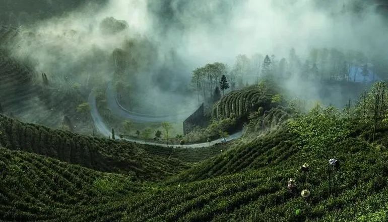 关于景宁县澄照乡：“以茶强村，以茶富农”惠明茶产业助力集体经济发展的新闻(2)