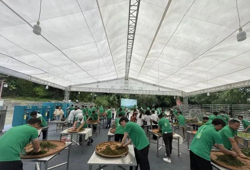 有关于云南省第十九届茶叶加工工竞赛：展技能风采 铸工匠精神的内容(8)