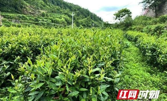 有关于长沙理工大学研究生实践团：助力椿木坪村茶产业发展的新闻(1)
