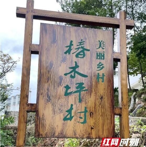 有关于长沙理工大学研究生实践团：助力椿木坪村茶产业发展的新闻