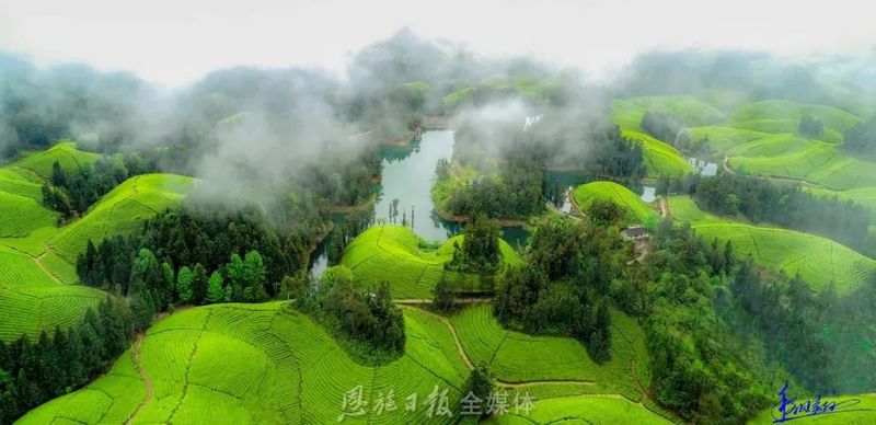 关于高举科技发展旗帜，透过2021中国茶业科技年会看“茶科技”未来的新闻(13)