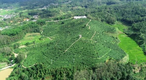有关于腾冲蒲川：党建引领聚合力 茶旅融合促振兴的相关内容