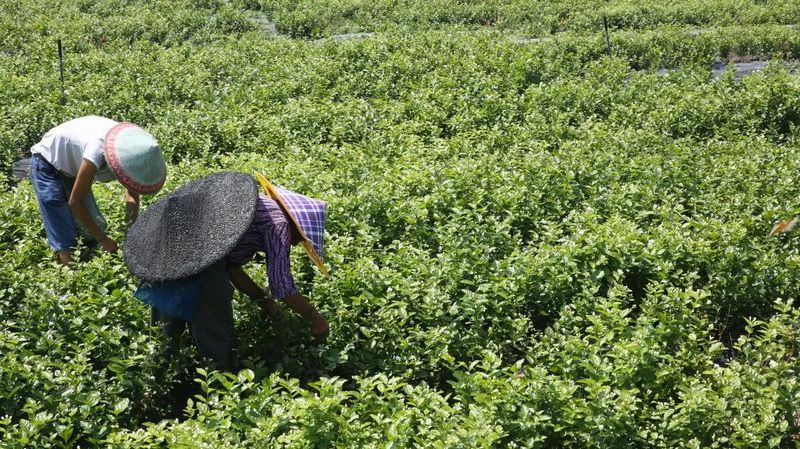 关于以茉莉花茶品牌建设助力乡村振兴(二)著名策划人王博携手犍为茉莉花茶的新闻(26)