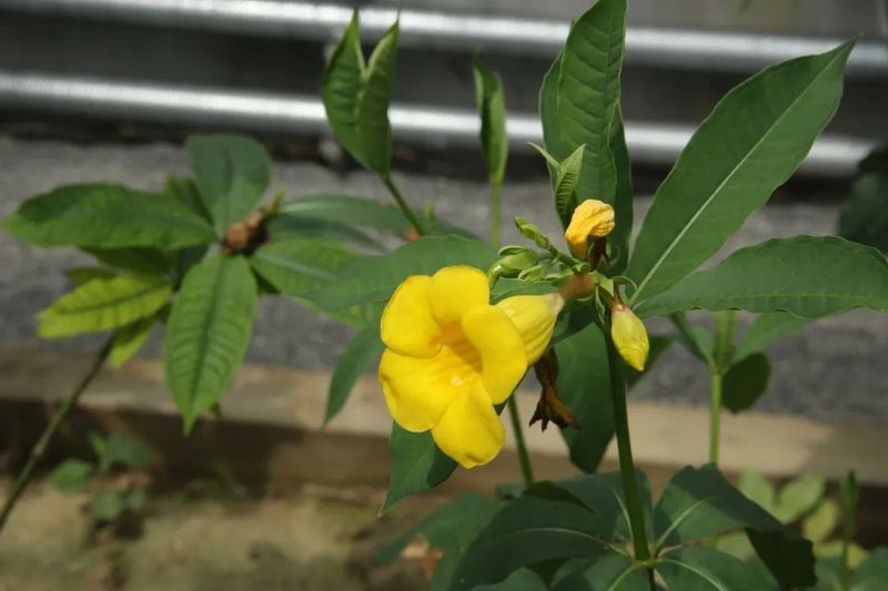 关于以茉莉花茶品牌建设助力乡村振兴(二)著名策划人王博携手犍为茉莉花茶的新闻(17)