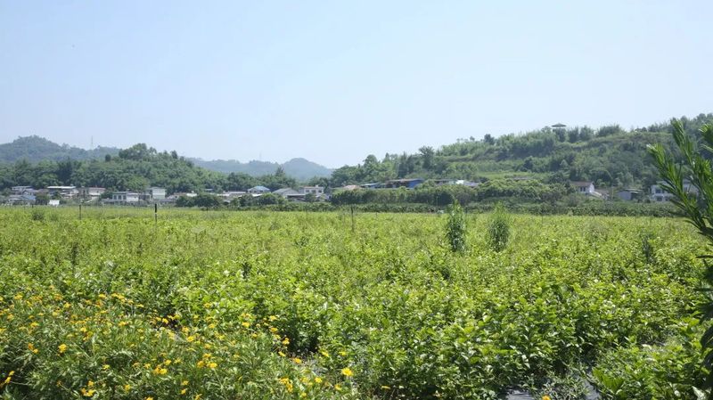 关于以茉莉花茶品牌建设助力乡村振兴(二)著名策划人王博携手犍为茉莉花茶的新闻(24)