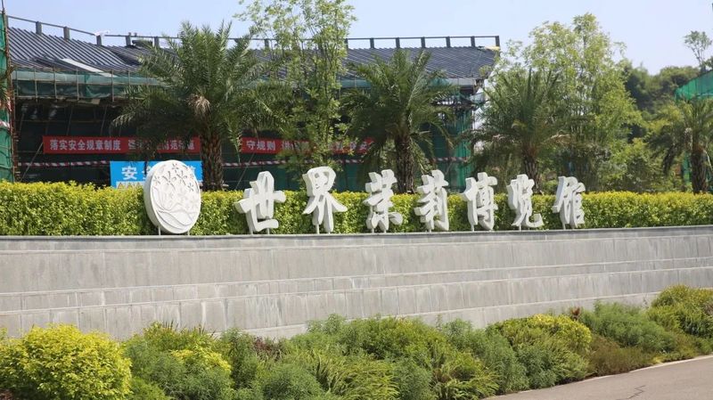 关于以茉莉花茶品牌建设助力乡村振兴(二)著名策划人王博携手犍为茉莉花茶的新闻(11)