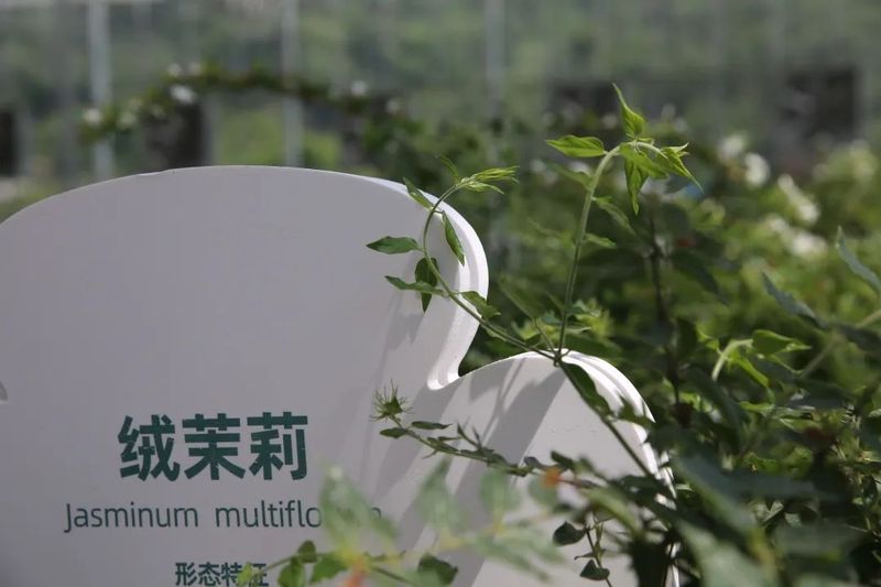 关于以茉莉花茶品牌建设助力乡村振兴(二)著名策划人王博携手犍为茉莉花茶的新闻(15)