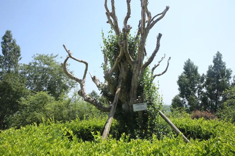 关于以茉莉花茶品牌建设助力乡村振兴(二)著名策划人王博携手犍为茉莉花茶的新闻(20)