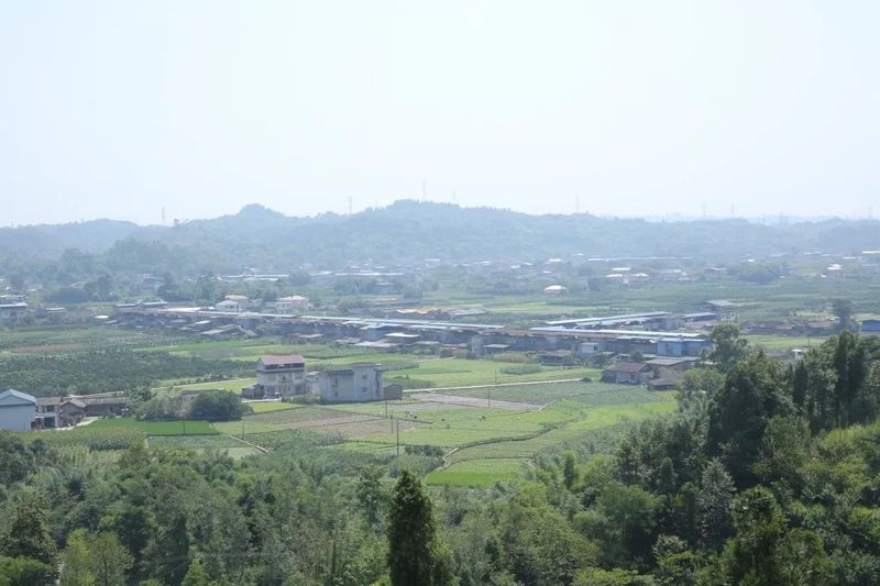 关于以茉莉花茶品牌建设助力乡村振兴(二)著名策划人王博携手犍为茉莉花茶的新闻(1)