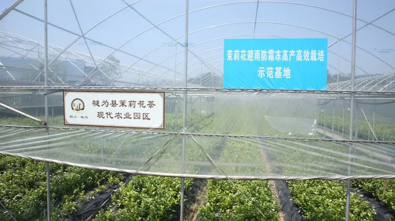 关于以茉莉花茶品牌建设助力乡村振兴(二)著名策划人王博携手犍为茉莉花茶的新闻(27)