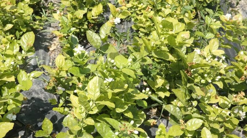 关于以茉莉花茶品牌建设助力乡村振兴(二)著名策划人王博携手犍为茉莉花茶的新闻(25)