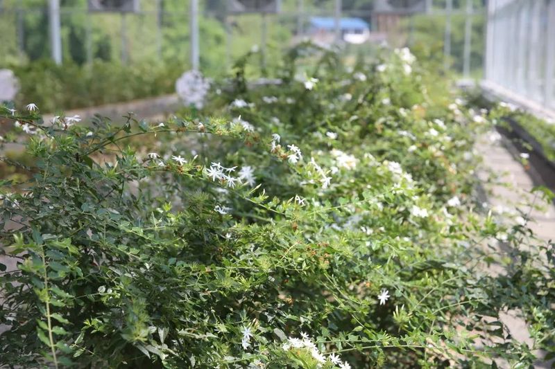 关于以茉莉花茶品牌建设助力乡村振兴(二)著名策划人王博携手犍为茉莉花茶的新闻(16)