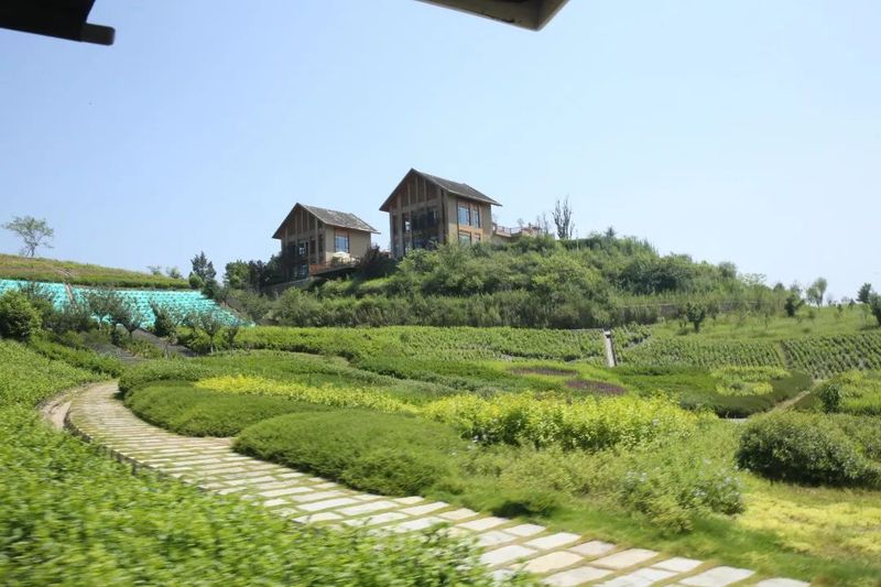 关于以茉莉花茶品牌建设助力乡村振兴(二)著名策划人王博携手犍为茉莉花茶的新闻(18)