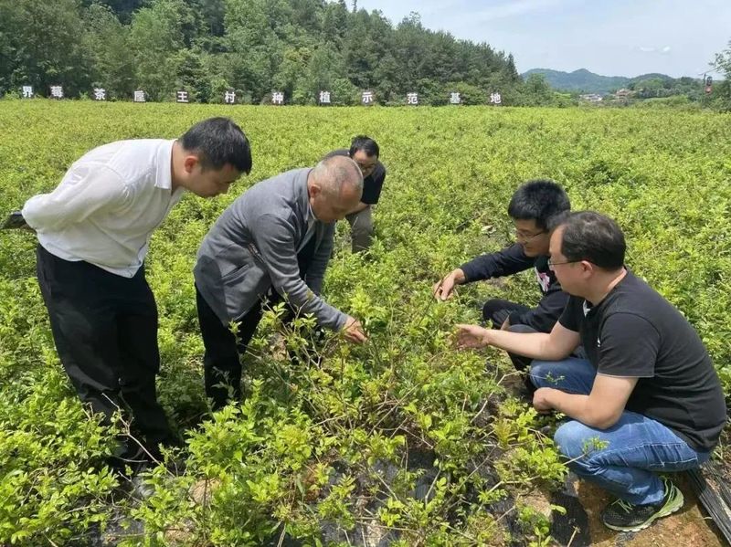 关于张家界:发挥人才智力优势 助力莓茶产业发展的最新消息