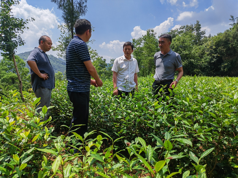 关于贵州省茶叶研究所黔茶系列品种“揭榜挂帅”专家团队在行动的资讯(1)