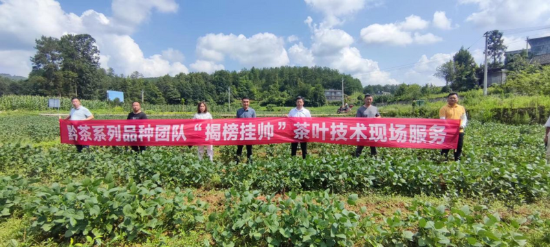 关于贵州省茶叶研究所黔茶系列品种“揭榜挂帅”专家团队在行动的资讯(2)
