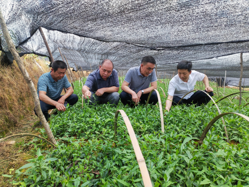 关于贵州省茶叶研究所黔茶系列品种“揭榜挂帅”专家团队在行动的资讯