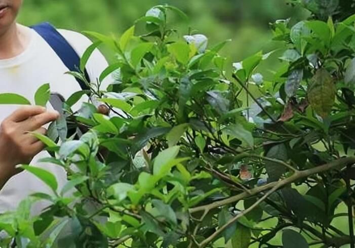 关于古茶园内孕新生——交密村翁夕古茶的振兴之路的最新消息