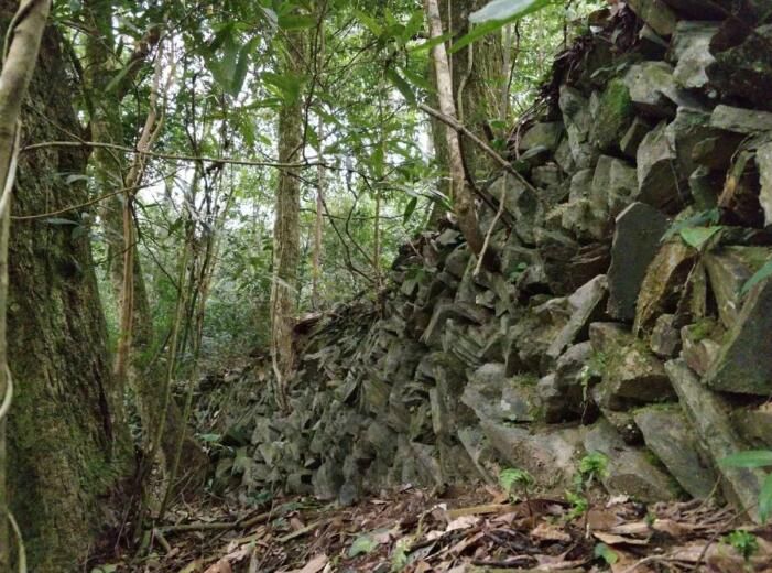关于古茶园内孕新生——交密村翁夕古茶的振兴之路的最新消息(2)