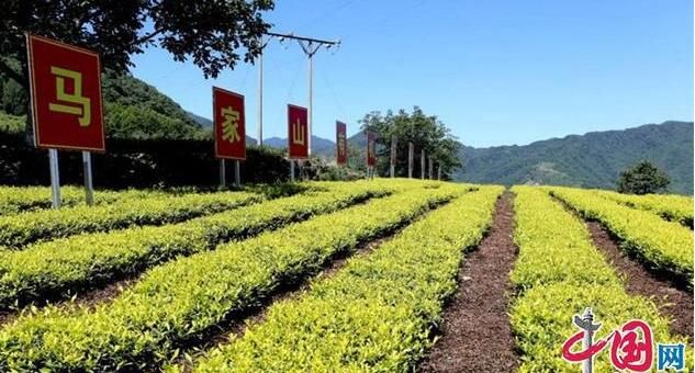 有关于甘肃文县:一片绿色茶叶 一个富民产业的信息(1)