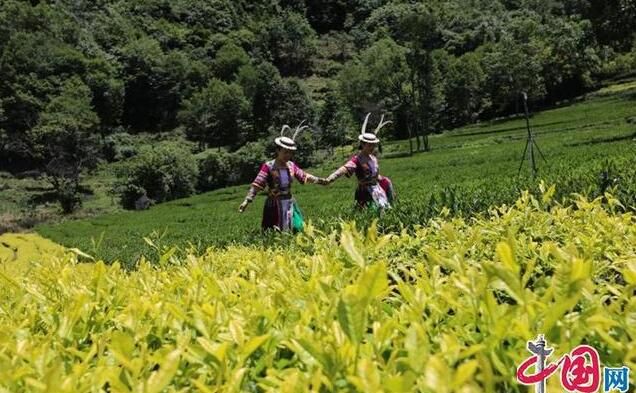 有关于甘肃文县:一片绿色茶叶 一个富民产业的信息(3)