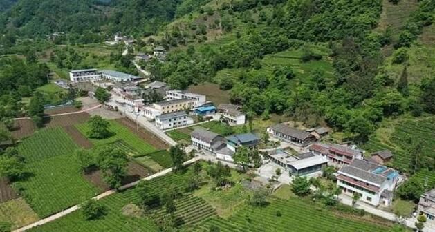 有关于甘肃文县:一片绿色茶叶 一个富民产业的信息