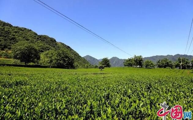 有关于甘肃文县:一片绿色茶叶 一个富民产业的信息(2)