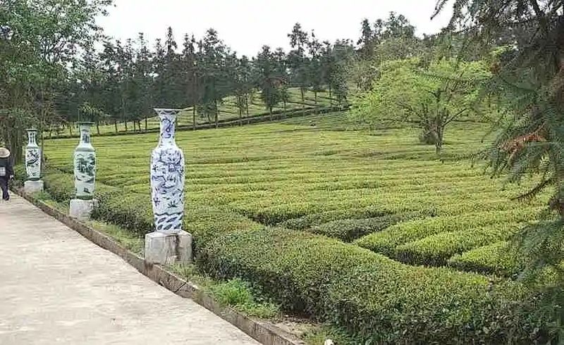 有关于景德镇:茶是送给世界的第二份礼物的信息(3)