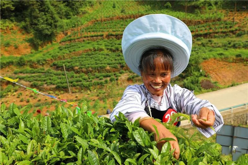 有关于贞丰县2022年夏秋增收计划双手采茶技能竞赛预赛开赛的资讯(3)