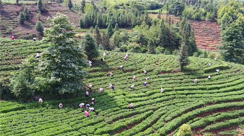 有关于贞丰县2022年夏秋增收计划双手采茶技能竞赛预赛开赛的资讯(5)