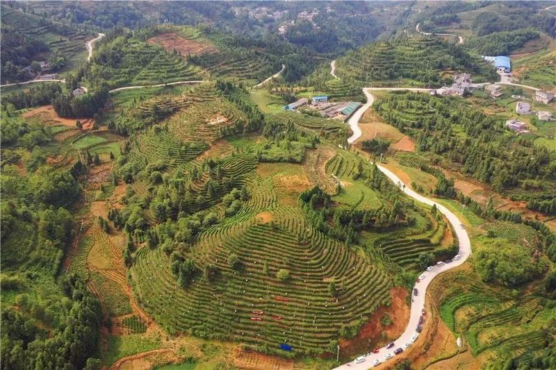 有关于贞丰县2022年夏秋增收计划双手采茶技能竞赛预赛开赛的资讯(2)