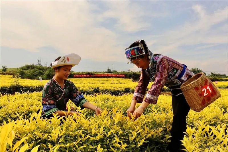 有关于贞丰县2022年夏秋增收计划双手采茶技能竞赛预赛开赛的资讯(7)