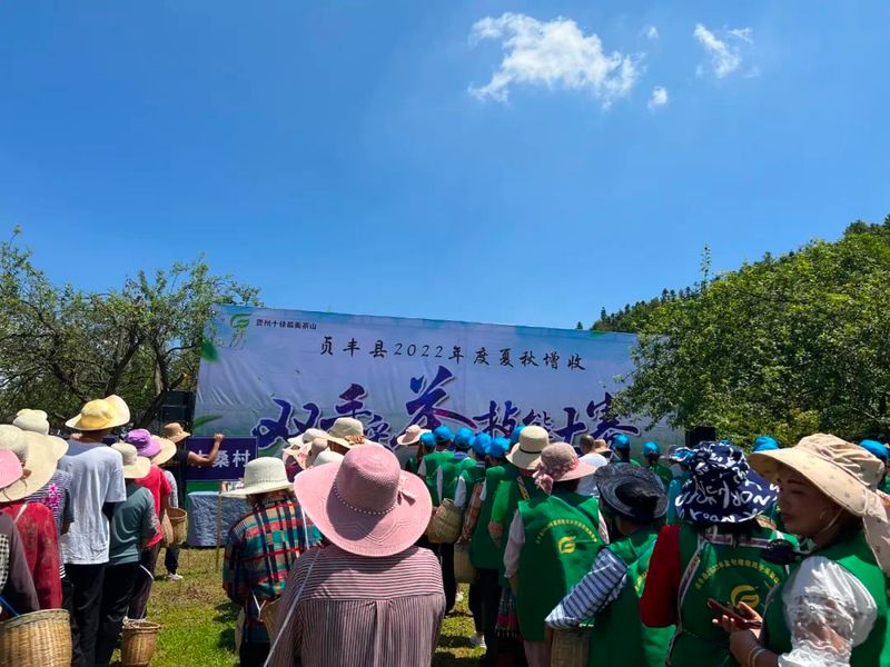 有关于贞丰县2022年夏秋增收计划双手采茶技能竞赛预赛开赛的资讯(1)