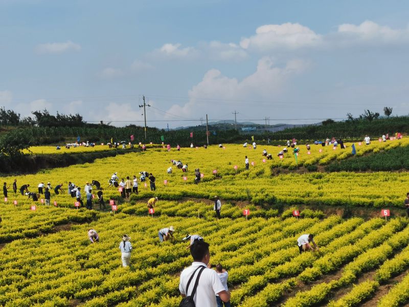 有关于贞丰县2022年夏秋增收计划双手采茶技能竞赛预赛开赛的资讯(6)