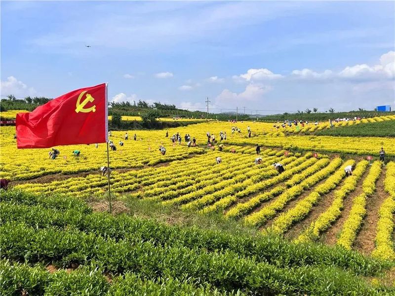 有关于贞丰县2022年夏秋增收计划双手采茶技能竞赛预赛开赛的资讯(8)