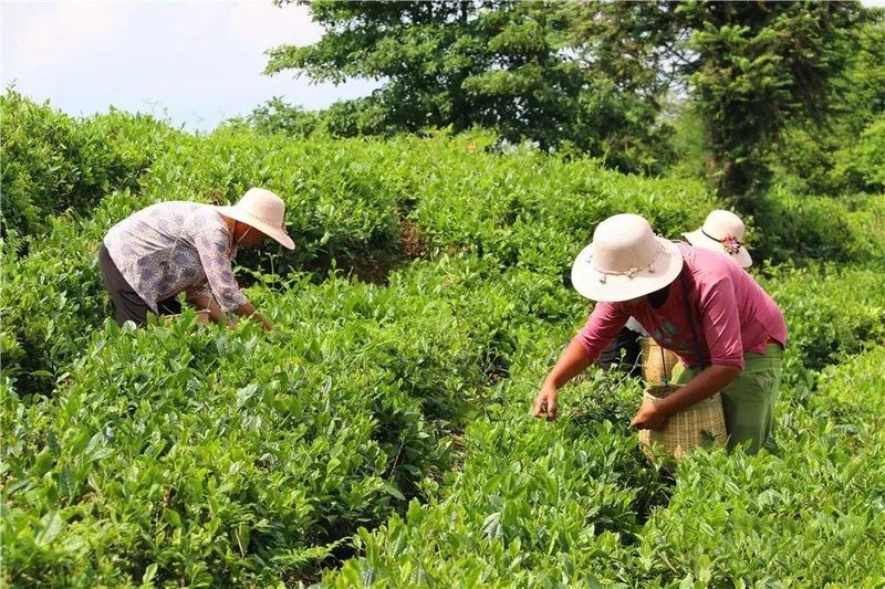 有关于贞丰县2022年夏秋增收计划双手采茶技能竞赛预赛开赛的资讯(4)