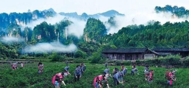 关于张家界莓茶将亮相茶博会的内容
