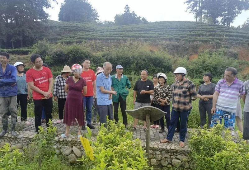 关于茶平乡:讲习课堂进茶园 夏茶管护促增收的内容(2)